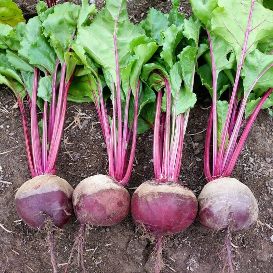 Beets