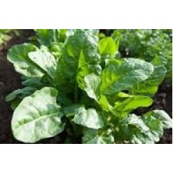 Spinach  Spinach